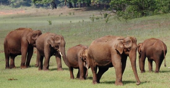 Periyar Wildlife Santuary - Kerala