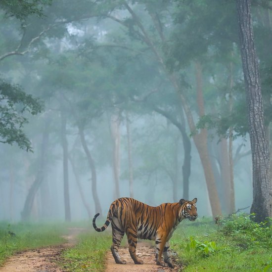 Kabini, Karnataka