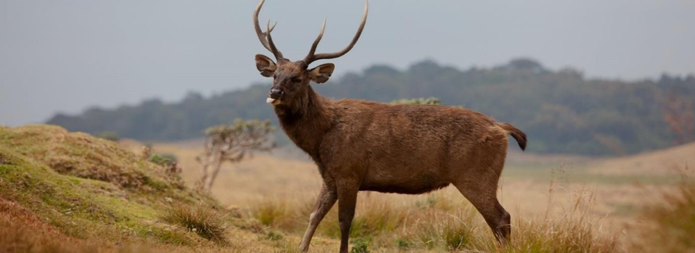Horton Plains National Park