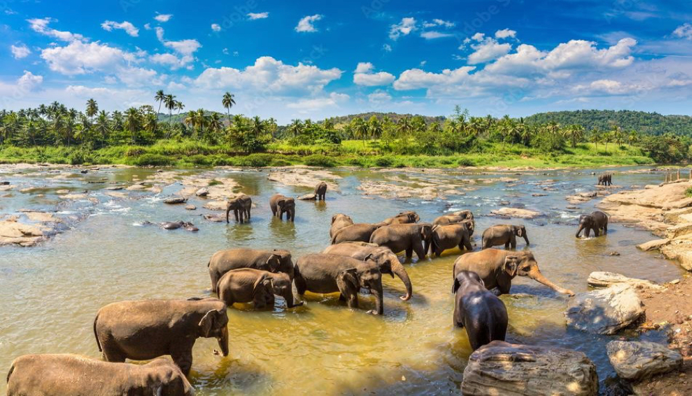Pinnawela Elephant Orphanage